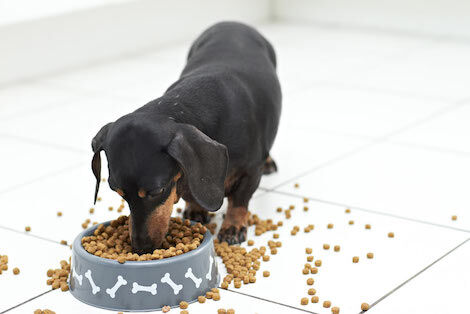 Top 5 Best Dry Dog Foods For a Dachshund
