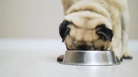 Top 5 Best Dry Dog Foods For a Pug