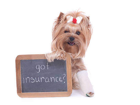 Choosing an Insurance Plan for Your Dog