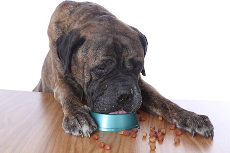 Top 5 Best Dry Dog Foods For a Mastiff