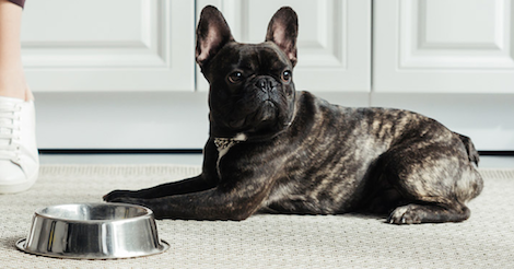 Top 5 Best Dry Dog Foods For a French Bulldog