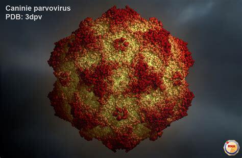 Canine Parvovirus