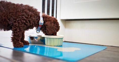 Top 5 Best Dry Dog Foods For a Poodle