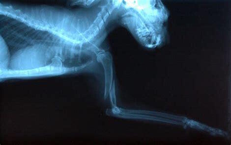 Arthritis: Finding the Right Treatment for Your Dog