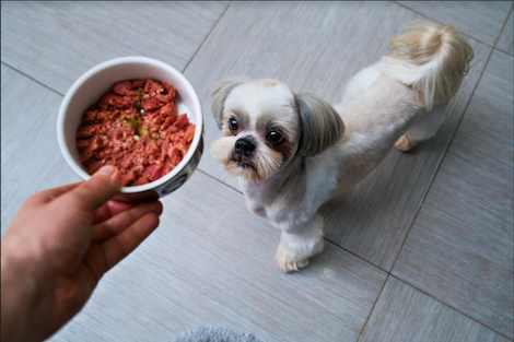 Top 5 Best Dry Dog Foods For a Shih-Tzu