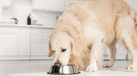 Top 5 Best Dog Foods For Golden Retrievers