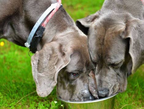 Top 5 Best Dry Dog Foods For Great Danes