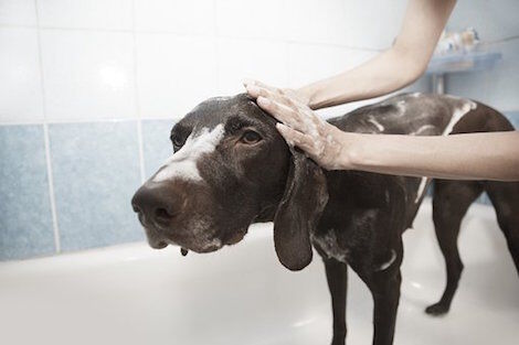 Dog Shampoos – Tips & Tricks to Finding the Right Doggy Shampoo