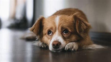 Understanding the Grieving Process With a Depressed Dog