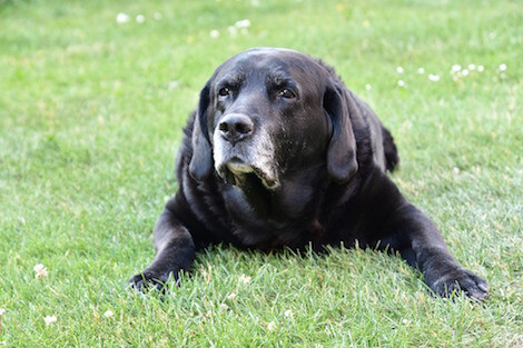 5 Signs Your Dog Has Entered Their Senior Years