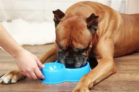 Top 5 Best Dry Dog Foods For Boxers