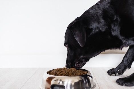 Top 5 Best Dog Foods For Labradors