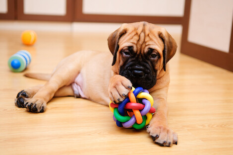 Top 20 Best Rated Dog Toys for 2023