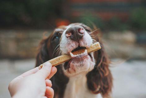 Top 10 Best Dog Dental Chews for 2023