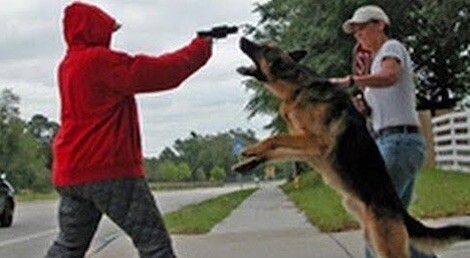 Top 10 Dog Breeds That Will Risk Their Lives To Save Their Owners