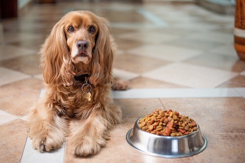 Tips & Tricks – Finding the Right Dog Food
