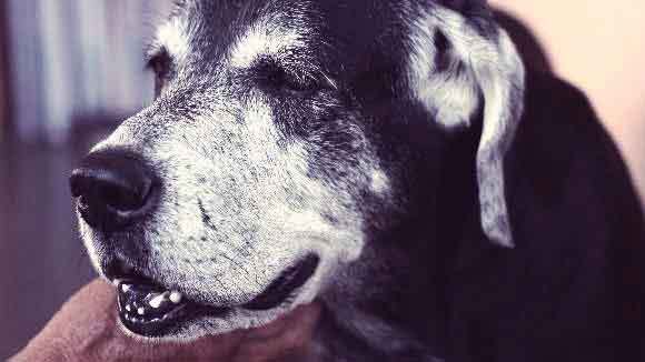 10 Dog Breeds With The Shortest Lifespans