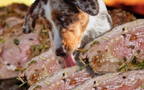 10 Human Foods That Could Poison Your Dog