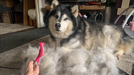 The 8 Worst Shedding Dog Breeds