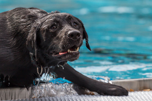 10 Reasons Why You Need to Own a Labrador Retriever