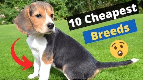 The Top 10 Cheapest Dog Breeds to Own