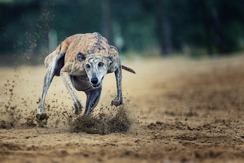 The Top 10 World’s Most Fastest Dog Breeds