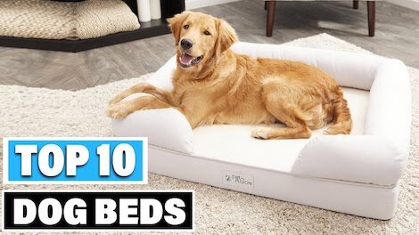 The Top 10 Best Dog Beds for 2023