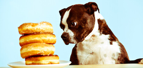 10 Human Foods That Could Harm Your Dog