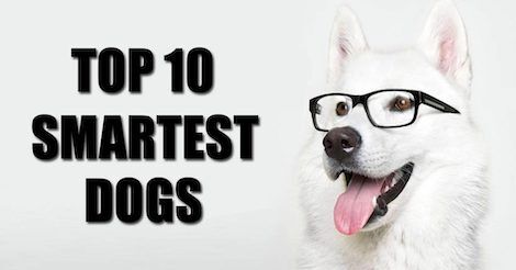 The Top 10 Most Intelligent Dog Breeds in the World