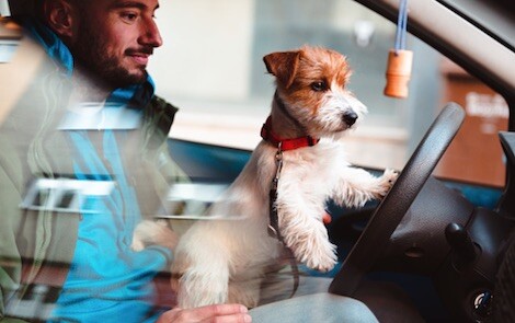 A new piece of legislation has been introduced in Illinois that could lead to a $50 fine for drivers caught with lap dogs in their cars.