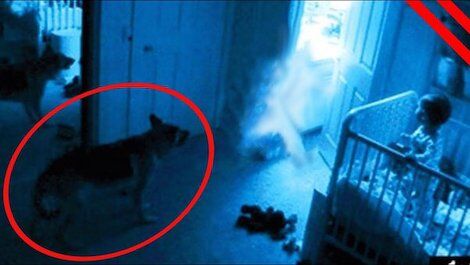 The Paranormal Theory: Can Dog’s See Ghosts?
