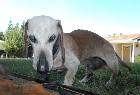 The Top 10 Worlds Oldest Dogs To Ever Lived