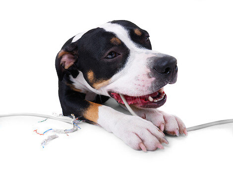 13 Everyday Household Items That Can Poison Your Dog