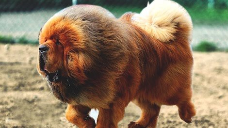 The 20 Most Expensive Dog Breeds in the World