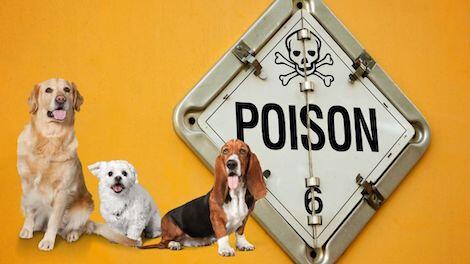 13 Everyday Household Items That Can Poison Your Dog
