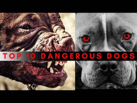 Insurance Companies Top 10 Most Dangerous Dog Breeds For 2024
